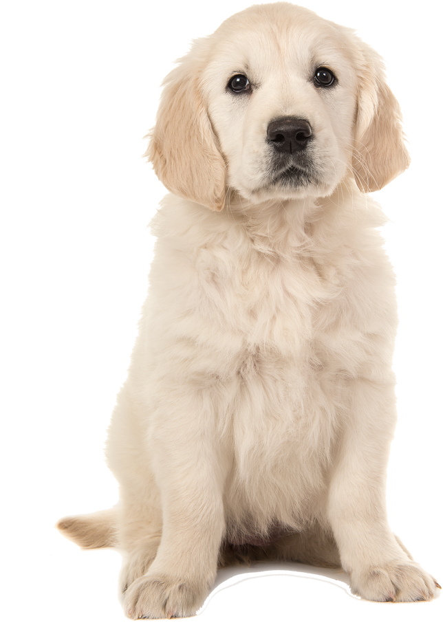 Cute Blond Golden Retriever Puppy Sitting and Facing the Camera Isolated on a White Background